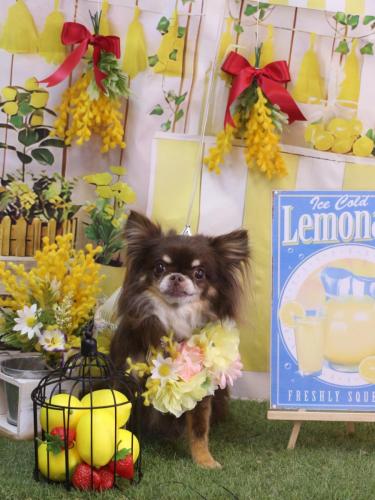 20240407チロルくん